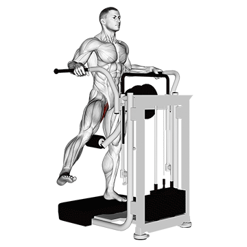 Сведение ноги на тренажере (Lever Side Hip Adduction)
